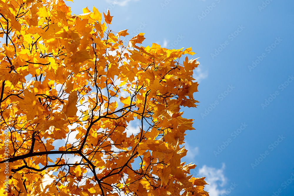 autumn leaves maple against the blue sky