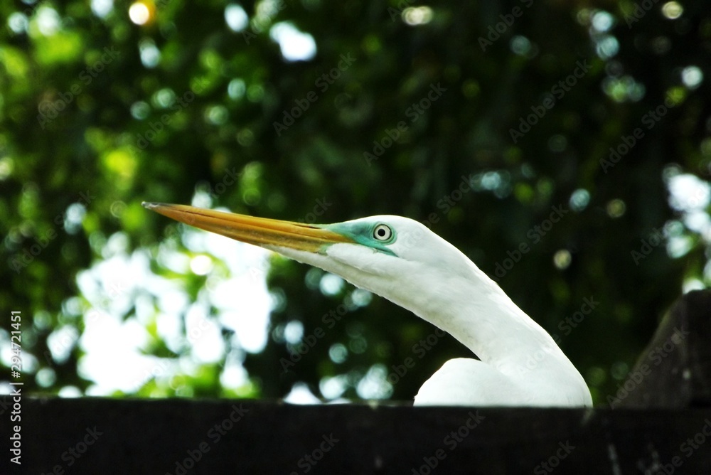 Obraz premium Amazon heron 