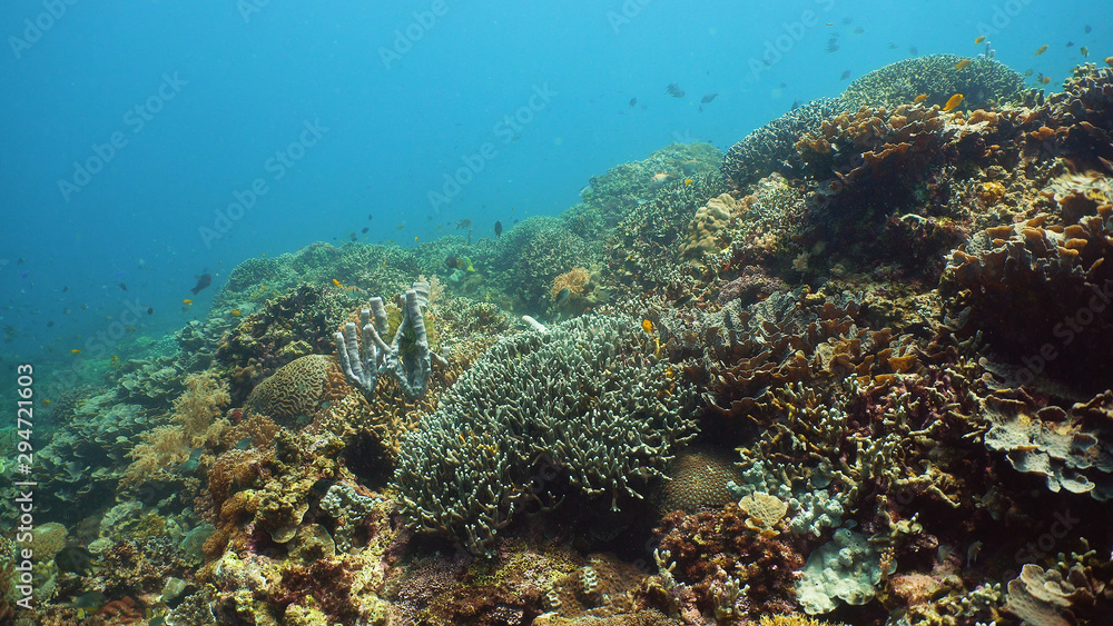 Naklejka premium The underwater world of coral reef with fishes at diving. Coral garden under water, Philippines, Camiguin.