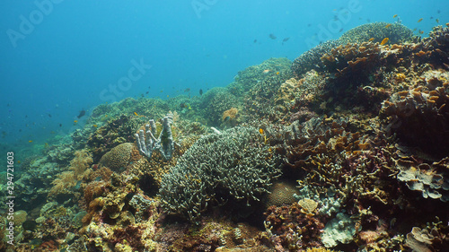 The underwater world of coral reef with fishes at diving. Coral garden under water, Philippines, Camiguin.