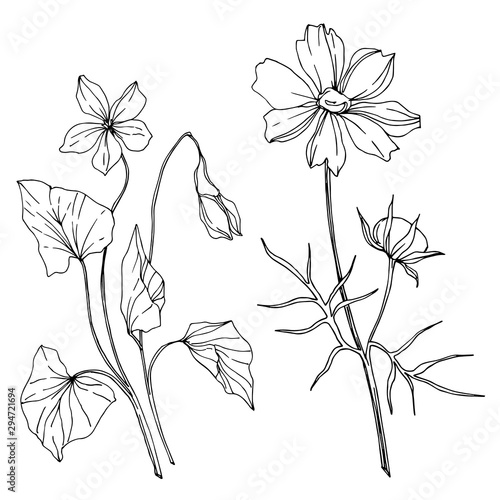 Vector wildflower floral botanical flowers. Black and white engraved ink art. Isolated wildflowers illustration element.