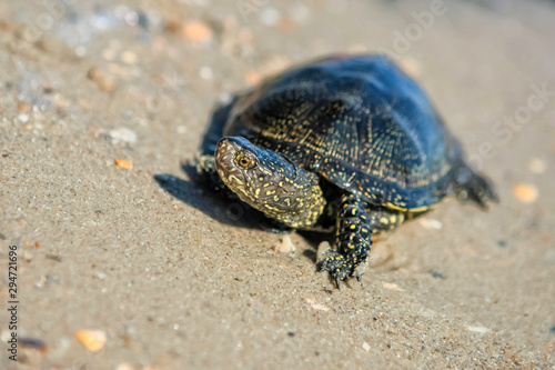 The European pond turtle also called the European pond terrapin and European pond tortoise, is a long-living freshwater speciesof turtle.