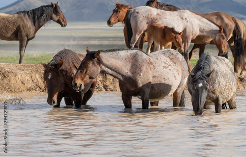 Wild horses Drinking at a Desert Waterhole in Utah
