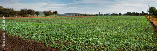 Landscape with an autumn field on which grows winter rape. Late autumn on the farm field growing winter rape.