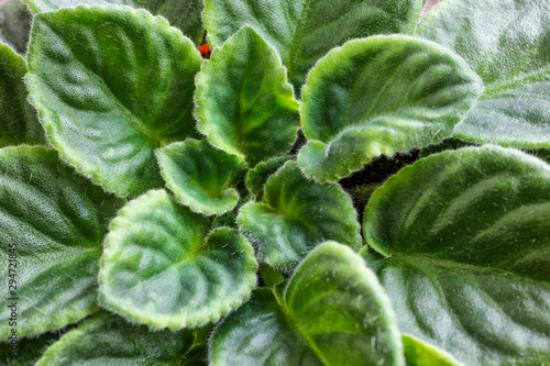 Violet saintpaulias green leaves or African Violets, macro shot, house plant and nature background.African violet flowers (Saintpaulia) closeup look at rare patterns on petals. Selective focus.