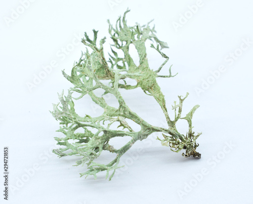 Lichen on a white background. Evernia prunastri, also known as oakmoss, It is used extensively in modern perfumery. photo