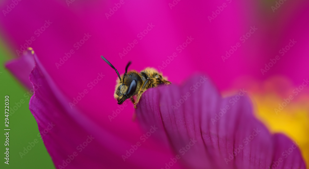 Close-up of a small wasp peeking out of a pink flower with its head and forefeet Close-up of a small wasp peeking out of a pink flower with its head and forefeet