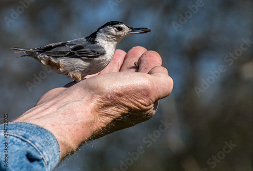 A Bird in Hand