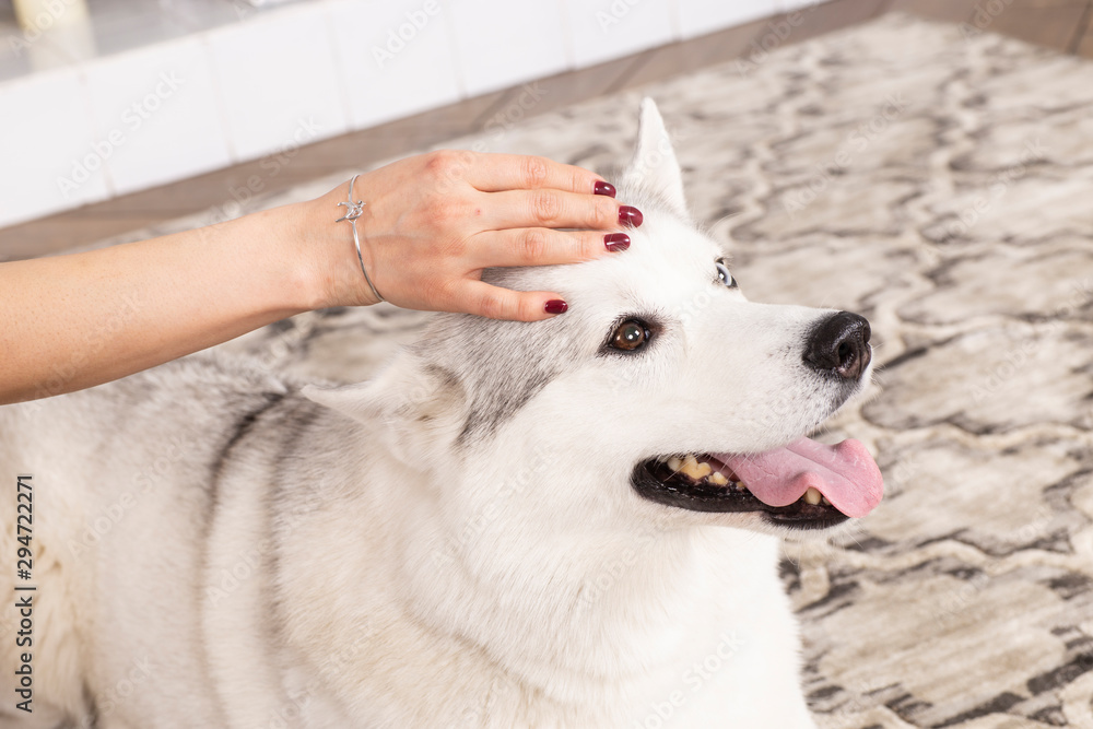 Studio portrait of a Siberian Husky with different colored eyes. Beautiful female hand holding a dog's head