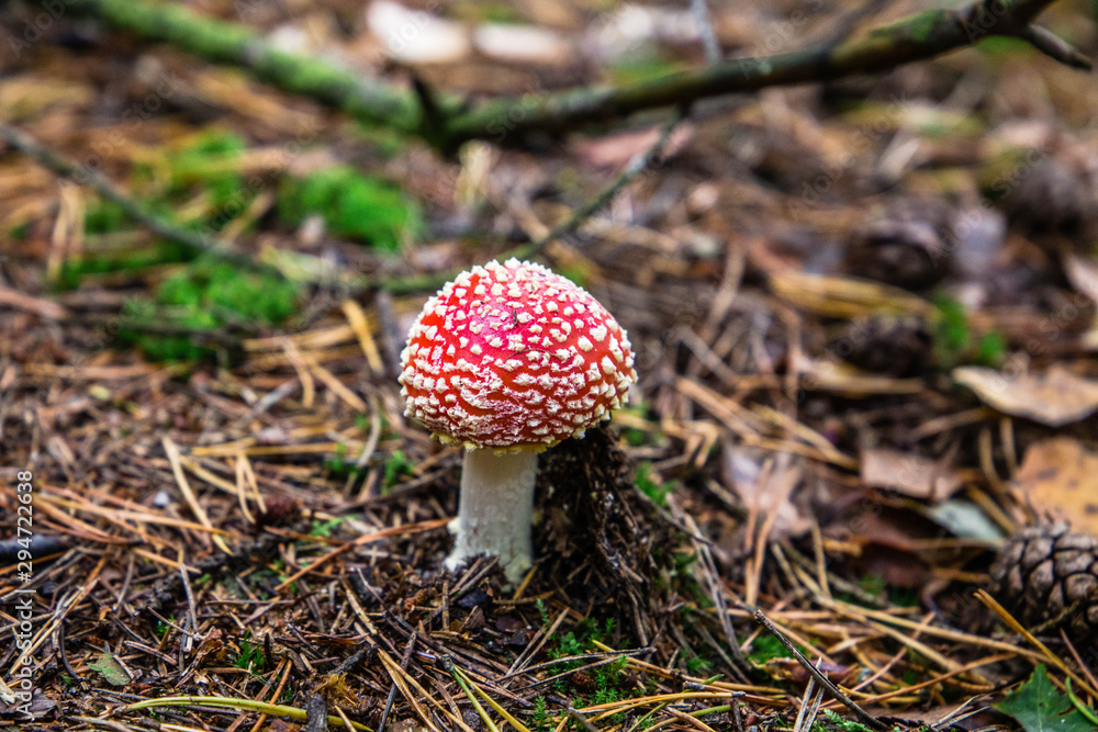Amanita muscaria (Fly agaric mushroom) in forest of Adrspach Teplice Rocks (nature reserve in Broumov Highlands region of Czech Republic) Amanita muscaria (Fly agaric mushroom) in forest of Adrspach Teplice Rocks (nature reserve in Broumov Highlands region of Czech Republic)