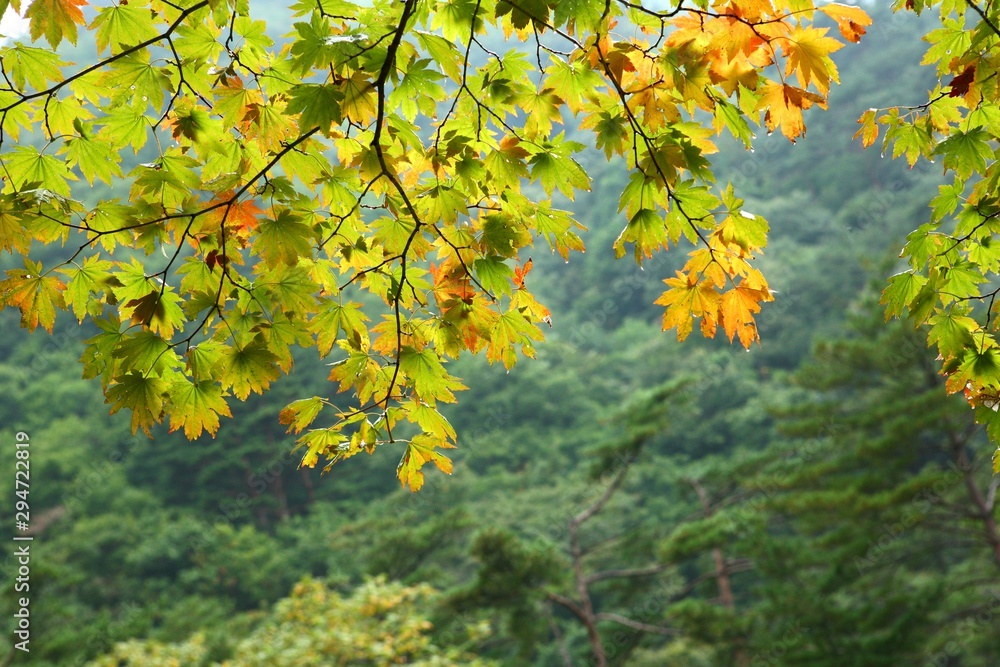 maple leaves in autumn. in the mountains of South Korea, September 2009 maple leaves in autumn. in the mountains of South Korea, September 2009