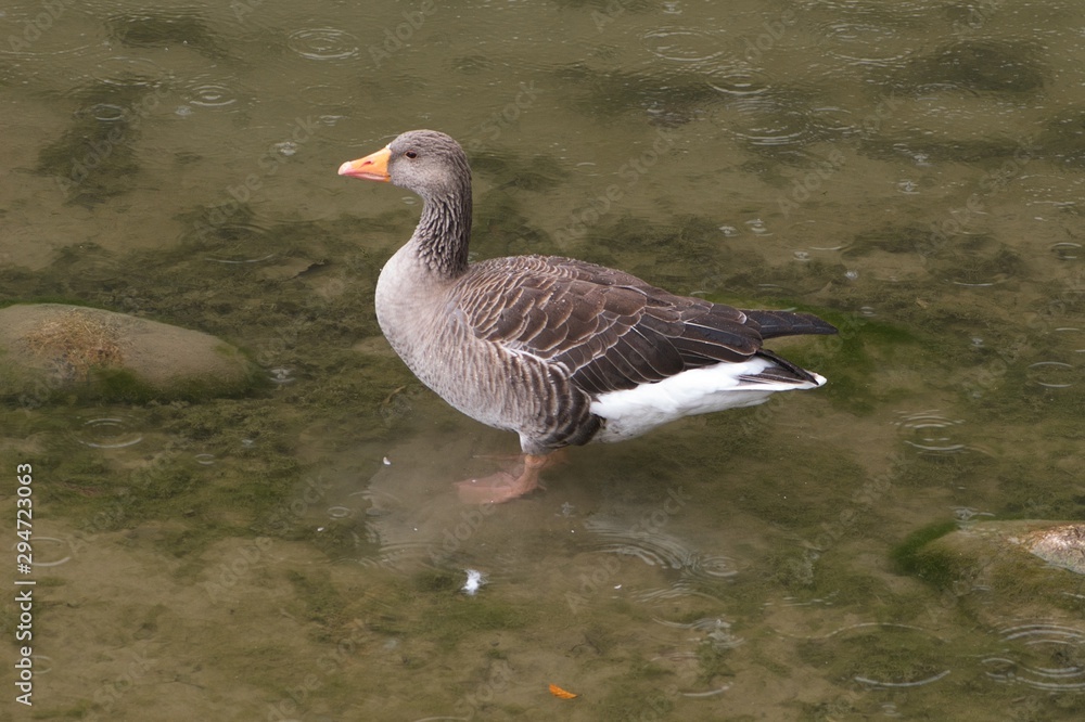 Gray goose standing in water in rain with outstretched neck Gray goose standing in water in rain with outstretched neck
