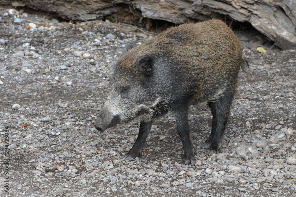 Black-braun small shaggy wild pig in profile Black-braun small shaggy wild pig in profile