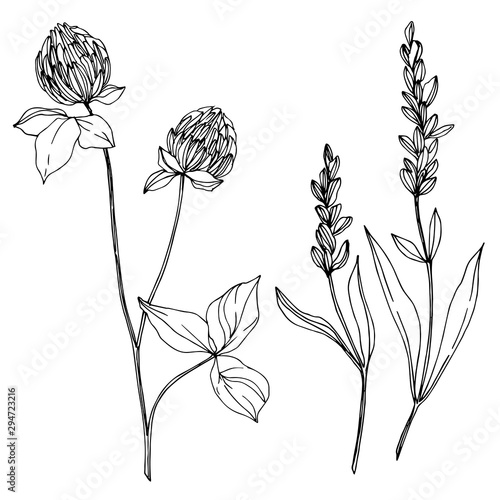 Vector wildflower floral botanical flowers. Black and white engraved ink art. Isolated wildflowers illustration element.