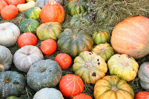 pile of different colorful pumpkins on hay in the market ready to sale
