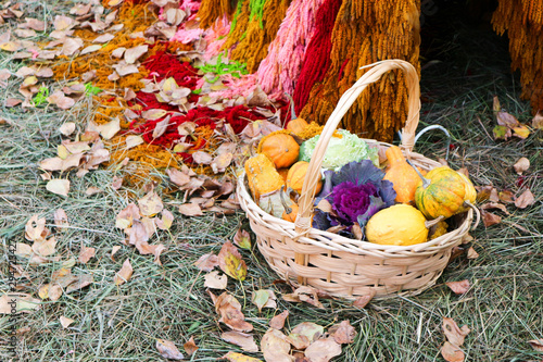 colorful pumpkins in basket on autumn grass