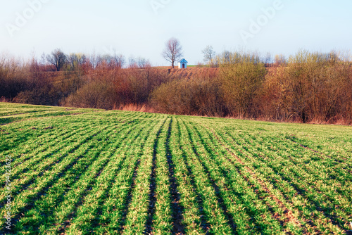 Green rows of young wheat on moravian agriculture field in spring time. Small chapel on background. Czech republic photo