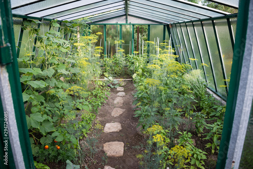 Greenhouse for vegetable in a garden