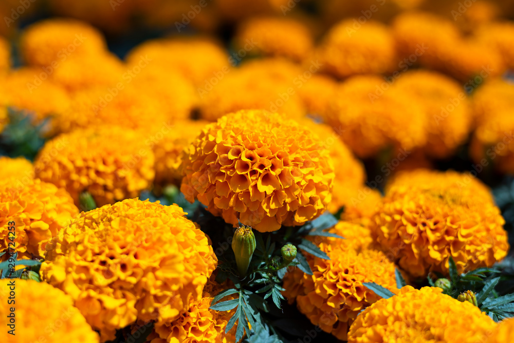 cempasuchil Flores de caléndula amarilla Cempazúchitl para altares de día  de muertos mexico Stock Photo | Adobe Stock
