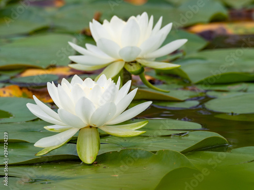 Water lilies