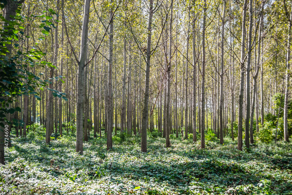 The trees and the canopy of young poplar trees on the bank of the Danube River The trees and the canopy of young poplar trees on the bank of the Danube River