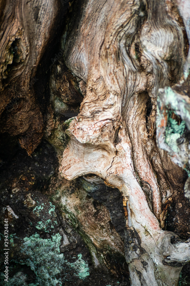Textura de madeira árvore antiga
