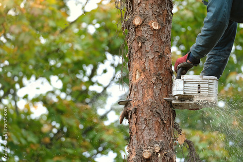 Two hands holding chainsaw and cutting down a dead tree(trunk) which damaged from bark beetles activities. European spruce bark beetle infestation and dying conifers. Autumn colour background.