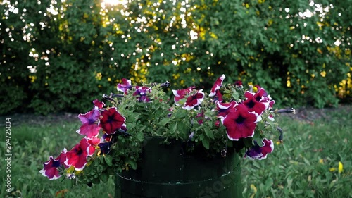 Wallpaper Mural Woman watering flowers outdoors. Slow motion footage. Torontodigital.ca