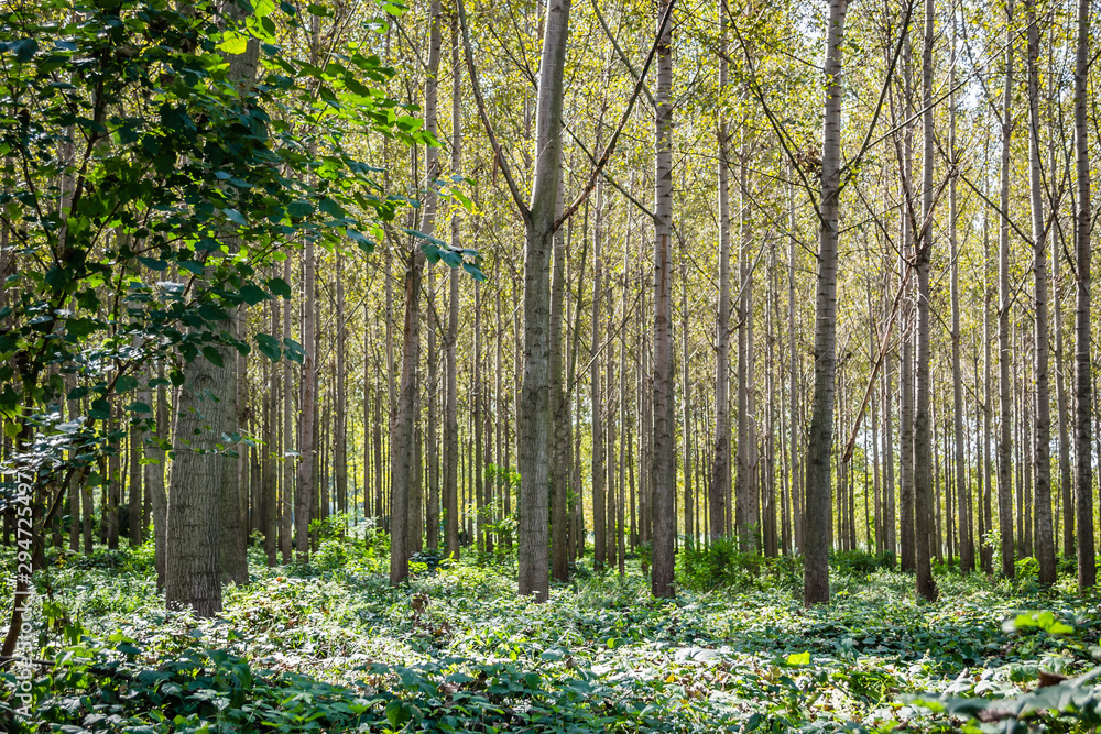 The trees and the canopy of young poplar trees on the bank of the Danube River The trees and the canopy of young poplar trees on the bank of the Danube River