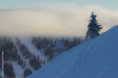 landscape with trees and mountains in winter © Skogs