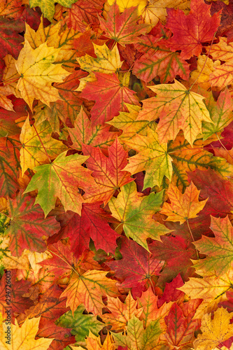 Maple leaves Autumn vibrant colored background texture