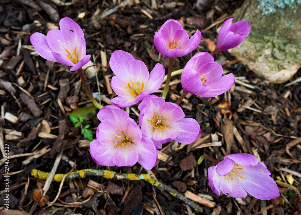 Vivid pink Autumn Crocus flowers springing from the ground on an Autumn sunny day. Vivid pink Autumn Crocus flowers springing from the ground on an Autumn sunny day.
