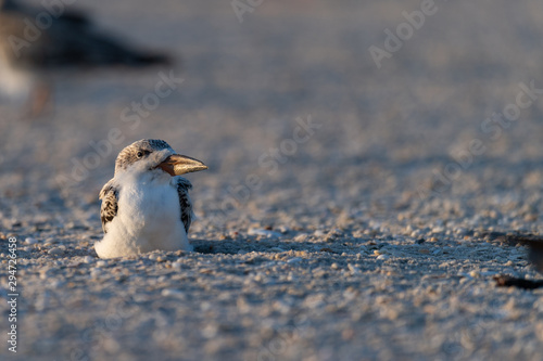 Slika na platnu A fledgling Black Skimmer sitting the beach.