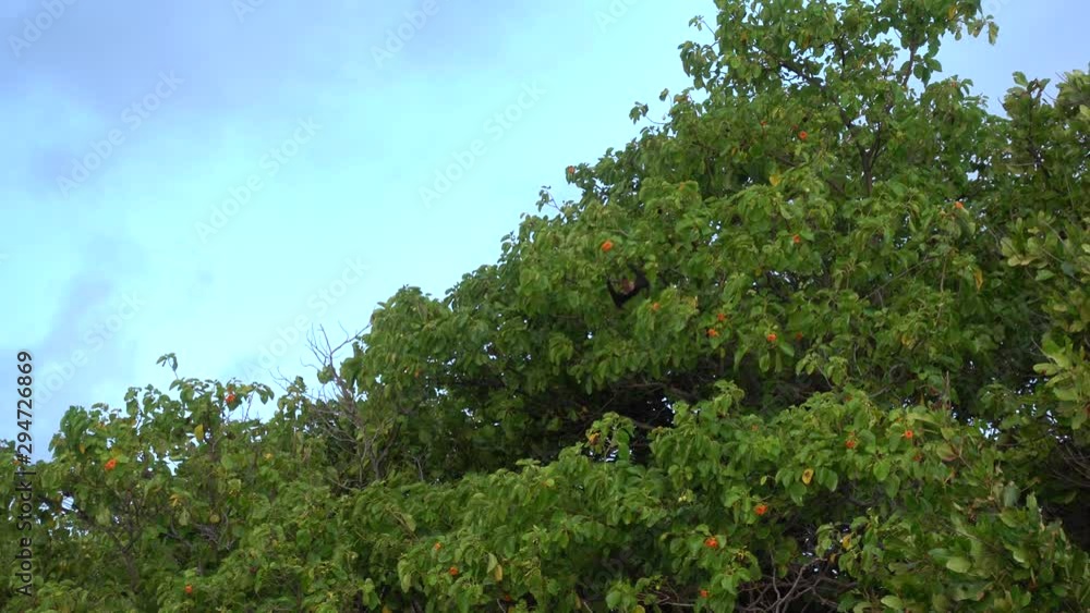 Indian flying foxes (Pteropus medius). 4K stock video clip Indian flying foxes (Pteropus medius). 4K stock video clip