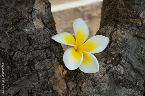 Frangipani in Full Bloom