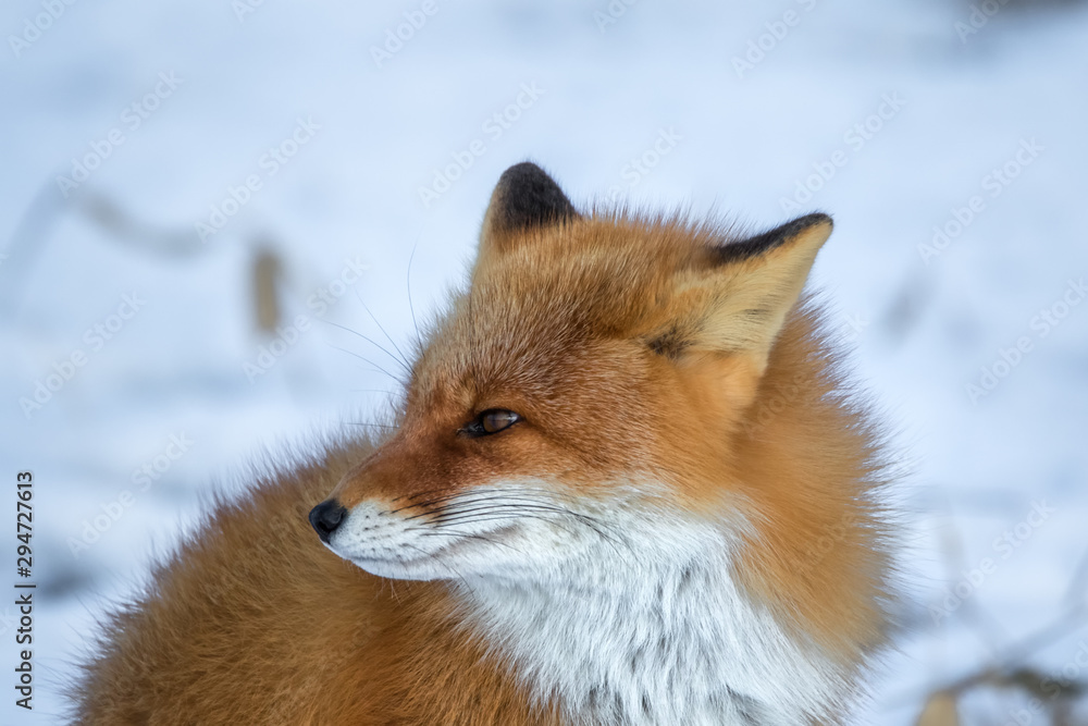 Obraz premium キタキツネ