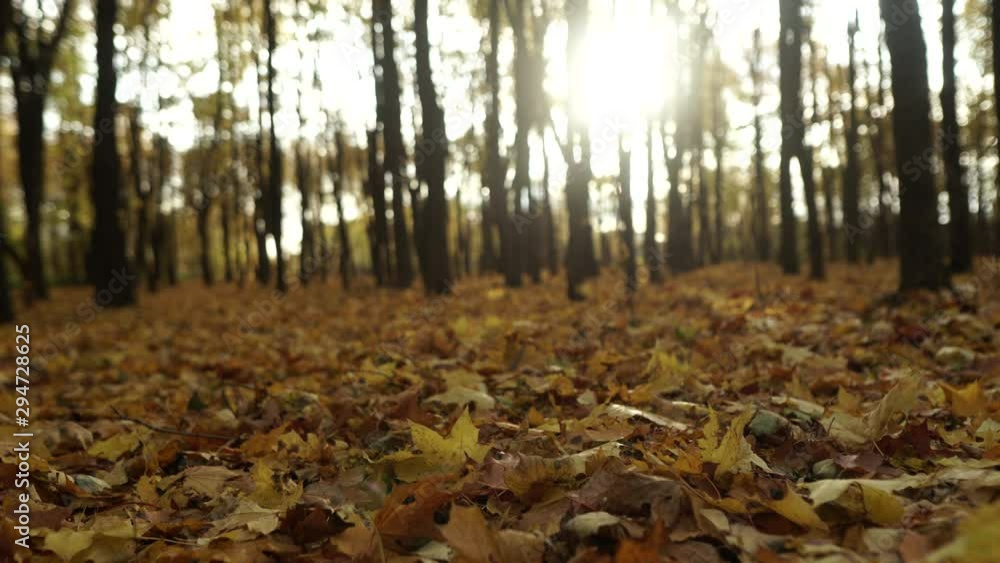 Yellow autumn leaves, raw Yellow autumn leaves, raw