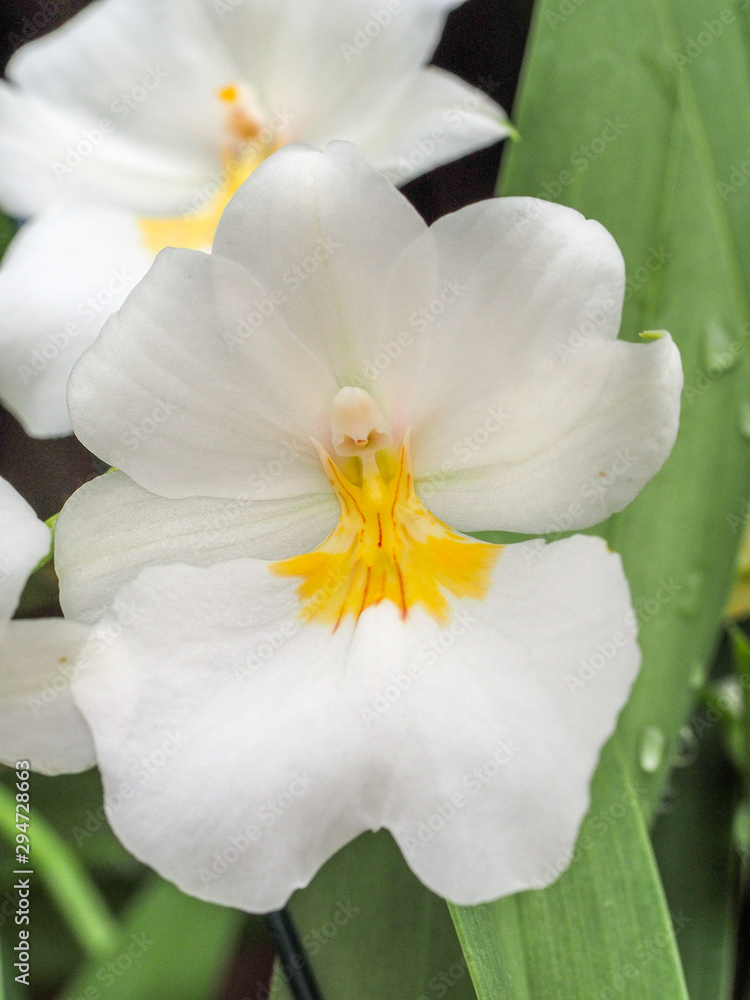 Fototapeta premium white orchid 5