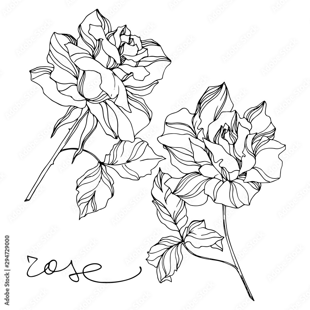 Fototapeta Vector Rose floral botanical flowers. Engraved ink art. Isolated roses illustration element.