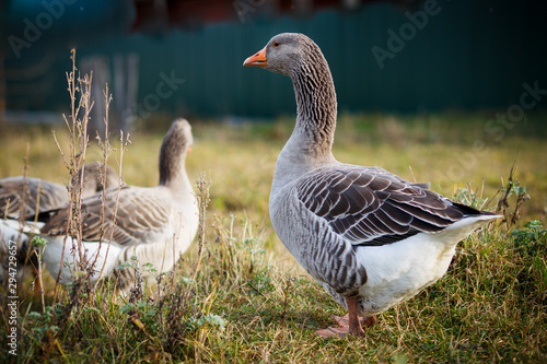 geese on green grass