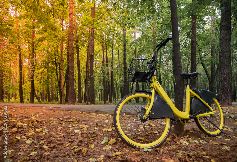 modern yellow rental bike parked by a tree near a road in a morning city autumn park