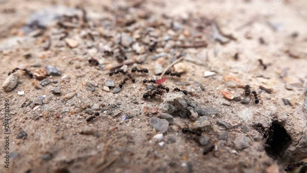 Insect Ants on Soil Insect Ants on Soil