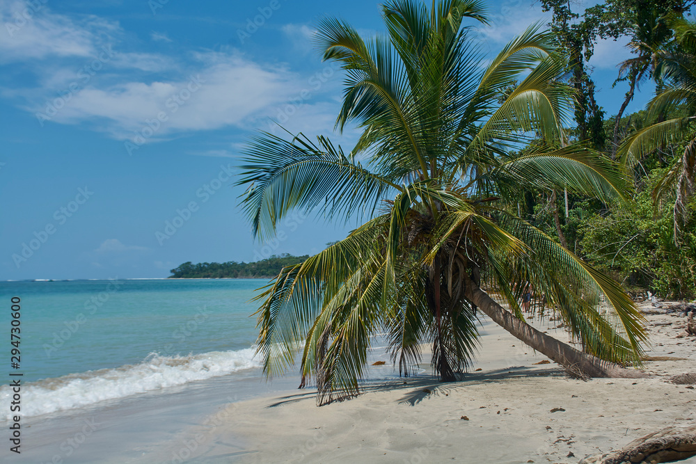 Obraz premium Kostarykańska Karaibska Palma Rajska Plaża
