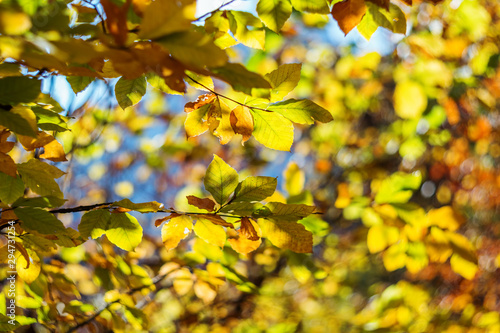 Thick crown of bright yellow autumn leaves. Natural forest background