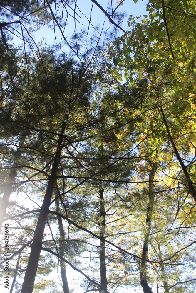 Obraz premium tree in autumn