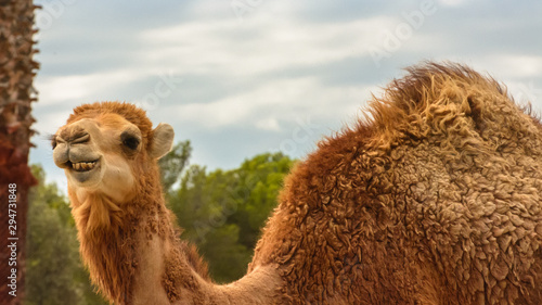 Fotografia, Obraz Natural Park Reservation Reserva Africaine Sigean Camel