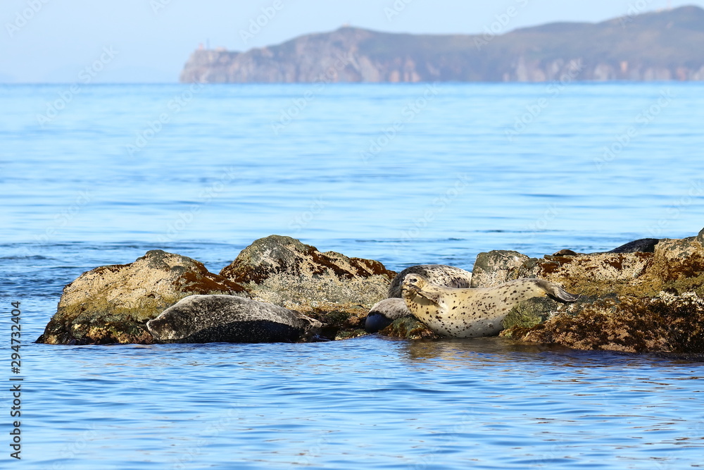 Spotted seals (largha seal, Phoca largha) laying on the rocky island on the blurred background of the sea and steep rocky cape. Wild spotted seal sanctuary. Calm blue sea, marine mammals in nature.