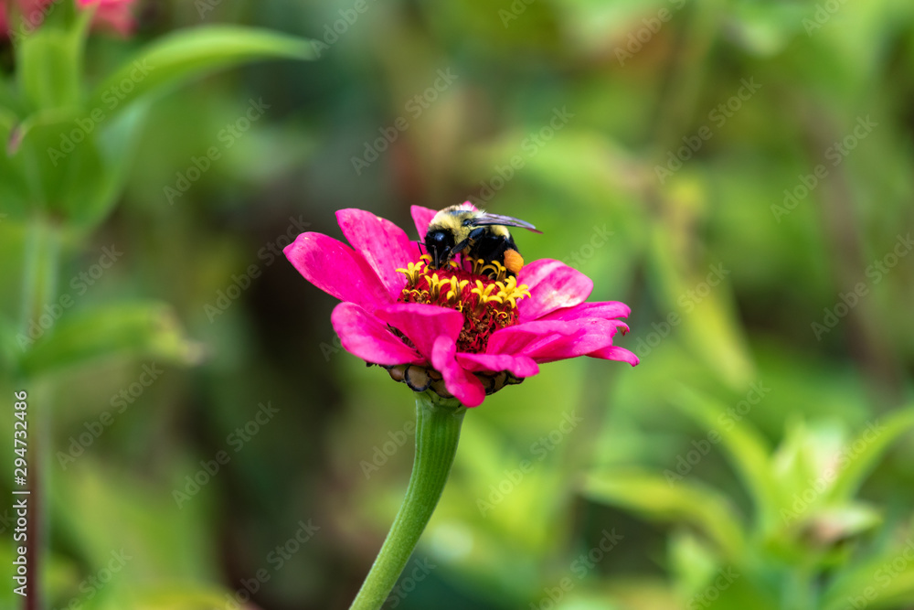 Bee collecting pollen fromk pink petal flower Bee collecting pollen fromk pink petal flower