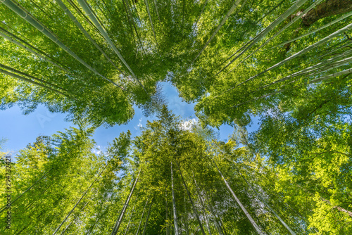 Narrow path, Shuzenji corridor of  beautiful Bamboo Forest near Katsura bridge over Kitamata River Located in Izu City, Shizuoka Prefecture photo