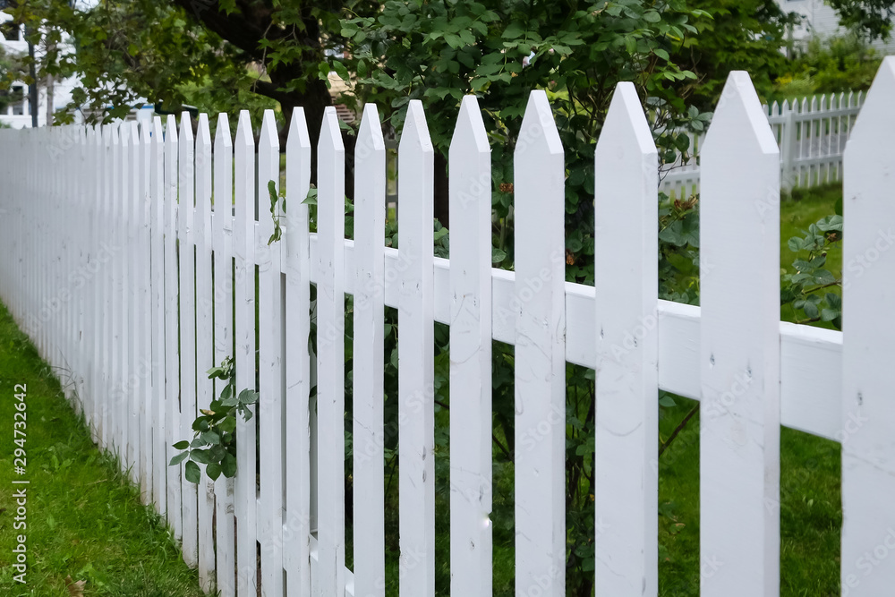 A white picket fence enclosing a garden with tall maple trees filled with leaves and rich green grass. The long line of palings with pointed tips have rose leaves poking out through them. A white picket fence enclosing a garden with tall maple trees filled with leaves and rich green grass. The long line of palings with pointed tips have rose leaves poking out through them.